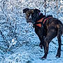 Mc Gregor a rejoint le concours — aidez-le/la à gagner de superbes lots ! dog, black_dog, harness, snow, winter, outdoor, field, frost, vegetation, nature, animal, pet, canine, looking_back, standing, cold, daylight, fur, ears, tail