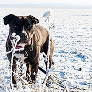 Mc Gregor a rejoint le concours — aidez-le/la à gagner de superbes lots ! dog, snow, winter, field, outdoor, animal, black_dog, collar, harness, frost, plant, nature, grass, cold, daylight, pet, canine, standing, leash, landscape