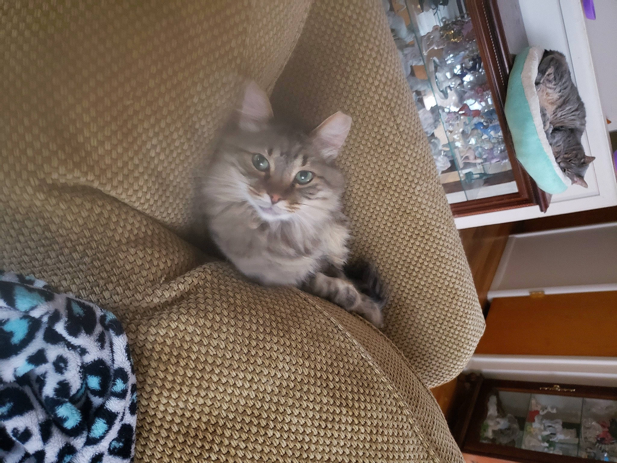 Whisper is registered to the contest to win money with this photo: carnivore, cat, cat_supply, comfort, domestic_short_haired_cat, drawer, fawn, felidae, fur, grey, hardwood, room, shelf, shelving, small_to_medium_sized_cats, tail, textile, whiskers, window, wood