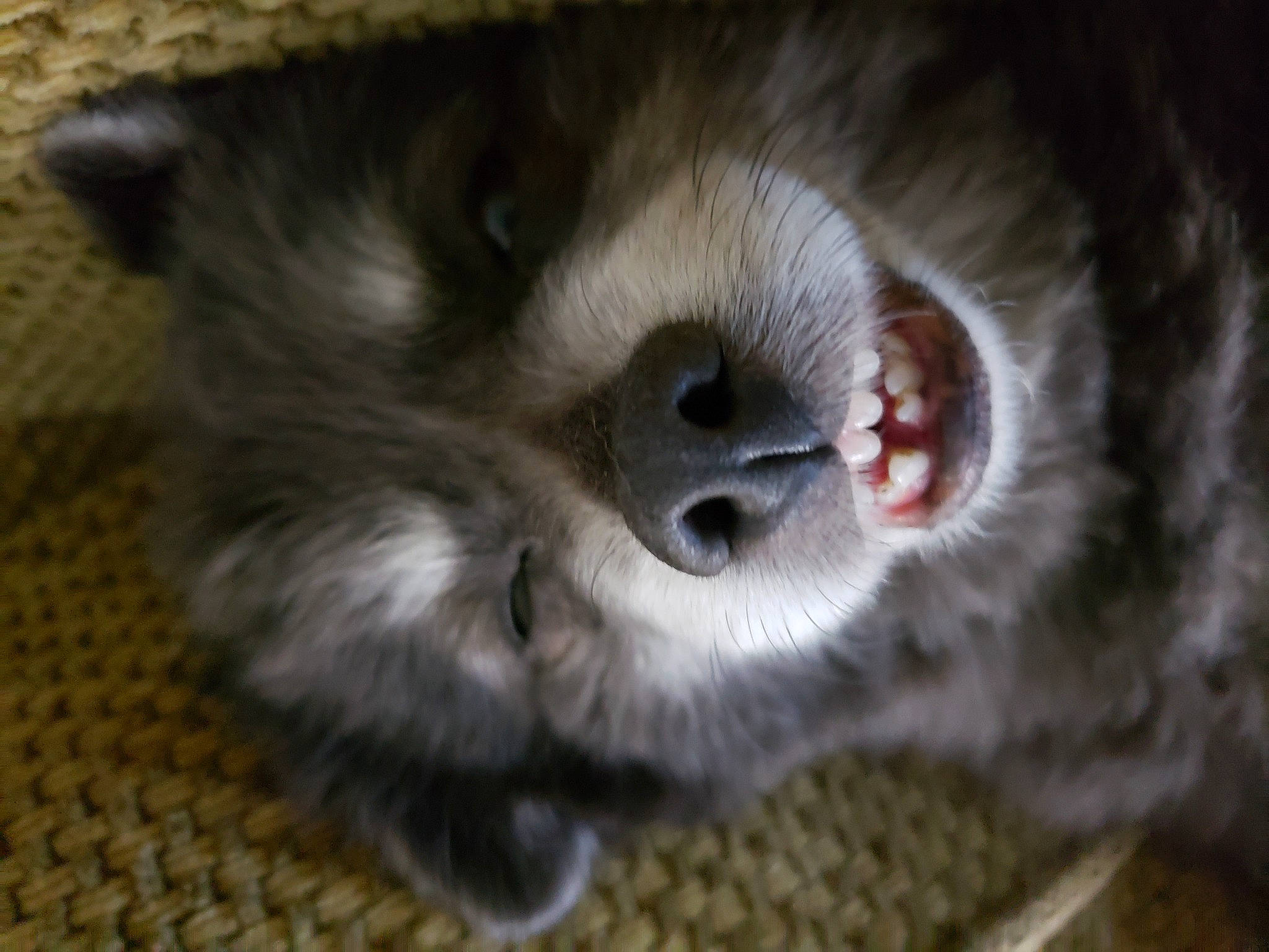 Roxy is registered to the contest to win money with this photo: canidae, carnivore, companion_dog, dog, dog_breed, ear, fawn, fur, german_spitz, german_spitz_klein, iris, liver, paw, primate, puppy, snout, sporting_group, toy_dog, whiskers, working_animal