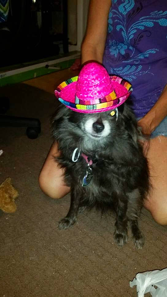 Roxy is registered to the contest to win money with this photo: carnivore, collar, companion_dog, costume, costume_accessory, costume_hat, dog, dog_breed, dog_supply, fashion_accessory, fun, fur, hat, magenta, party_hat, party_supply, pink, shorts, tail, terrier