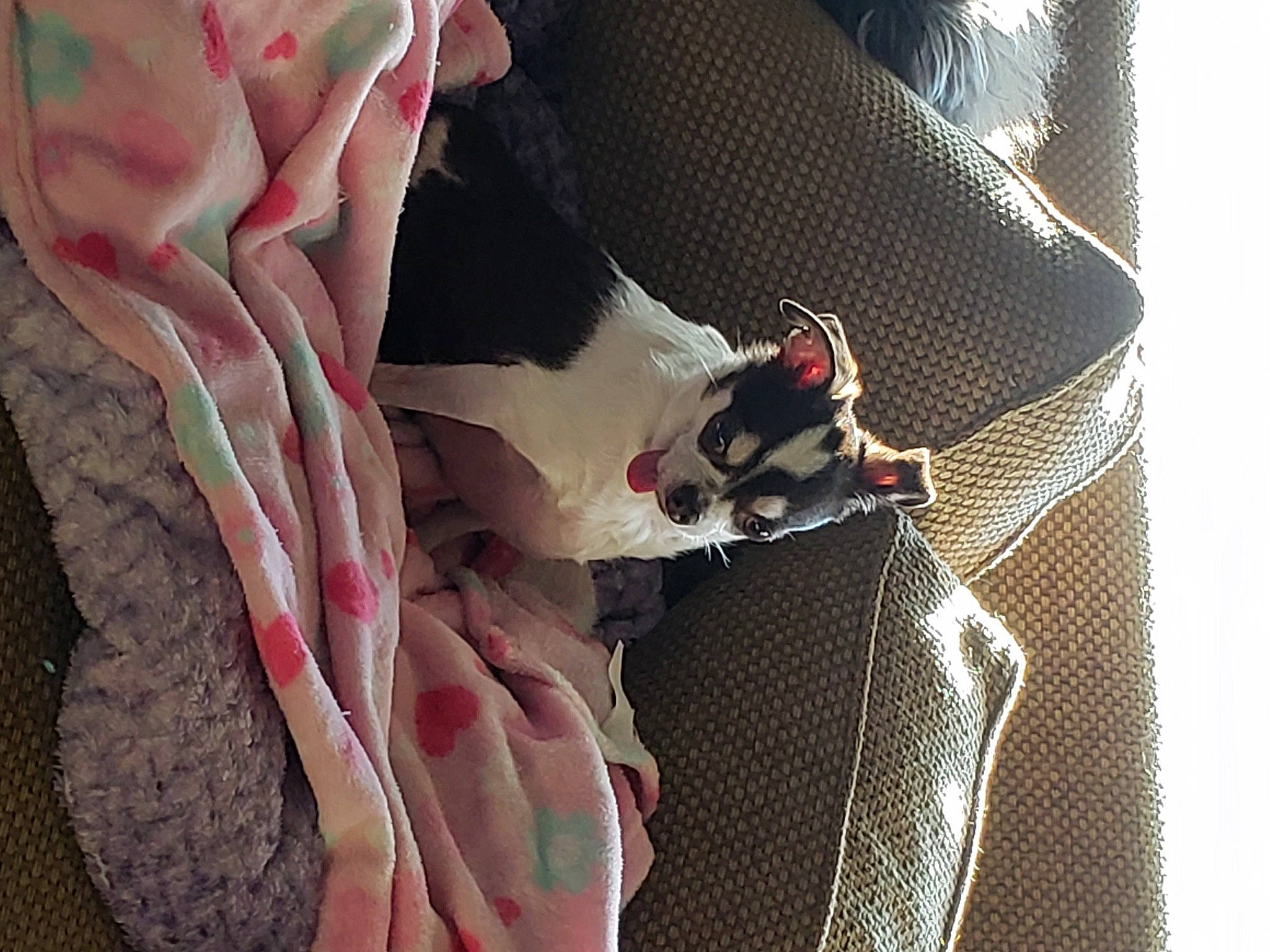 Molly joined the competition — help win amazing prizes! carmine, carnivore, comfort, companion_dog, dress, fashion_accessory, felidae, fictional_character, flesh, fur, human_leg, knee, linens, magenta, pattern, small_to_medium_sized_cats, tail, textile, thigh, whiskers