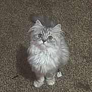 Smoky is registered to the contest to win money with this photo: cat, kitten, fluffy, gray, white, pet, animal, fur, cute, indoor, carpet, looking_up, small, whiskers, tail, ears, young, domestic_cat, feline, curious
