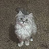 cat, kitten, fluffy, gray, white, pet, animal, fur, cute, indoor, carpet, looking_up, small, whiskers, tail, ears, young, domestic_cat, feline, curious