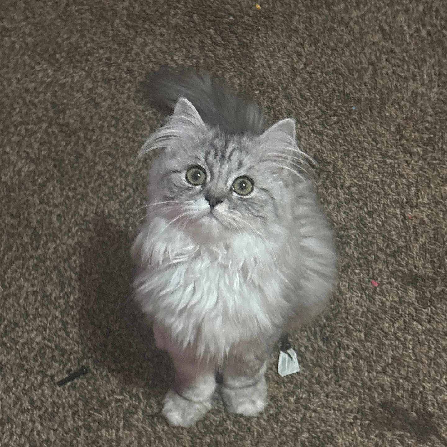 Smoky is registered to the contest to win money with this photo: cat, kitten, fluffy, gray, white, pet, animal, fur, cute, indoor, carpet, looking_up, small, whiskers, tail, ears, young, domestic_cat, feline, curious