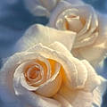Morgane S.