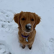 Daisy is registered to the contest to win money with this photo: dog, golden_retriever, puppy, snow, outdoor, pet, animal, collar, cute, fluffy, winter, cold, fur, canine, looking_up, nature, adorable, young_dog, snowy_ground, portrait
