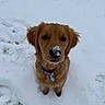 dog, golden_retriever, puppy, snow, outdoor, pet, animal, collar, cute, fluffy, winter, cold, fur, canine, looking_up, nature, adorable, young_dog, snowy_ground, portrait