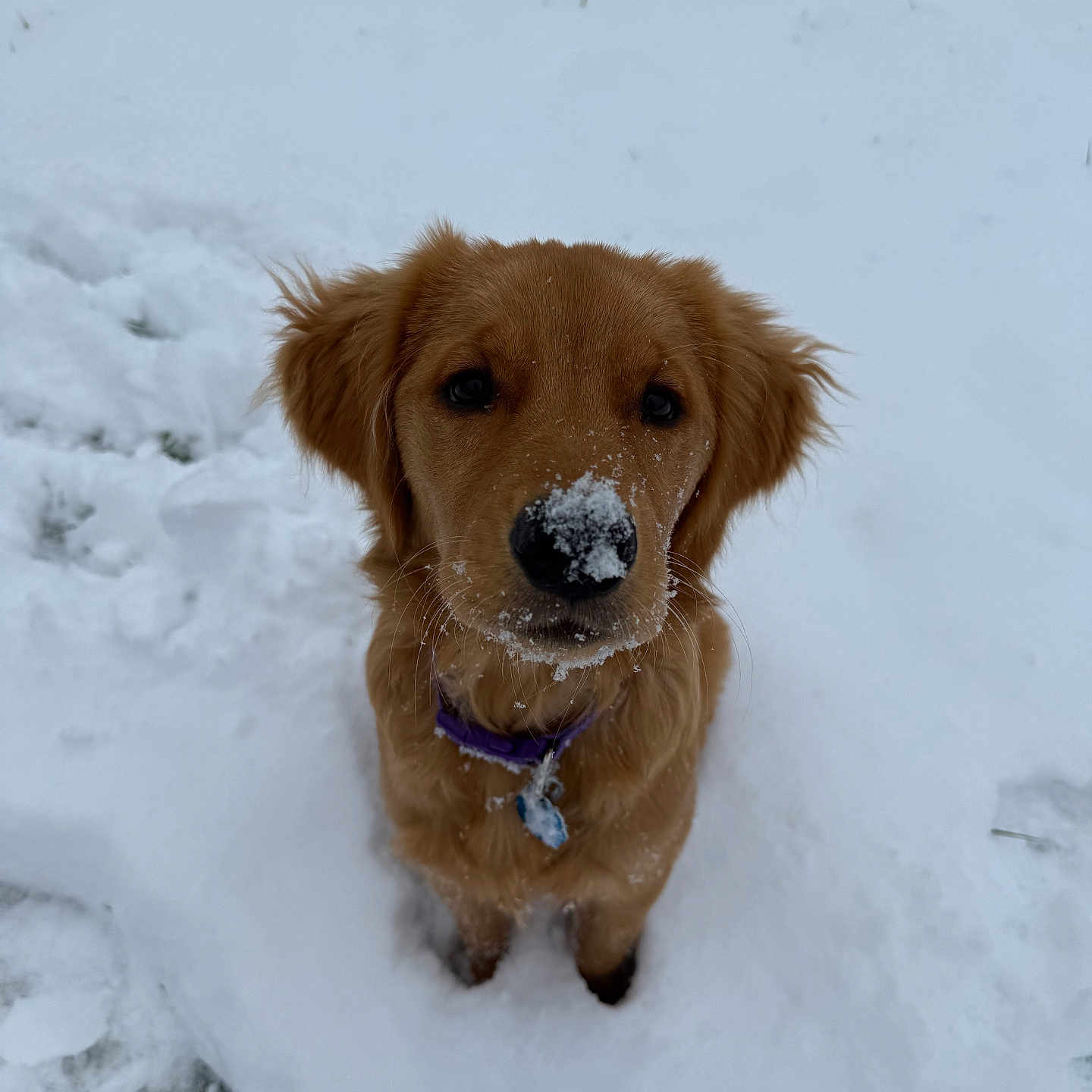 Daisy
