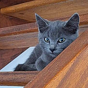 Fripouille a rejoint le concours — aidez-le/la à gagner de superbes lots ! kitten, gray_cat, wooden_stairs, pet, animal, indoor, curious, feline, ears, whiskers, resting, looking, young, cute, small, domestic_cat, stairs, house, cozy, fur