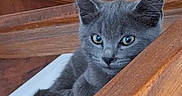 Fripouille a rejoint le concours — aidez-le/la à gagner de superbes lots ! animal, cozy, curious, cute, domestic_cat, ears, feline, fur, gray_cat, house, indoor, kitten, looking, pet, resting, small, stairs, whiskers, wooden_stairs, young