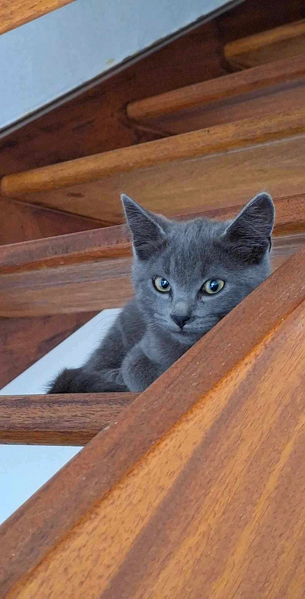 Fripouille a rejoint le concours — aidez-le/la à gagner de superbes lots ! kitten, gray_cat, wooden_stairs, pet, animal, indoor, curious, feline, ears, whiskers, resting, looking, young, cute, small, domestic_cat, stairs, house, cozy, fur