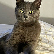 Poupette participe au concours pour gagner de l'argent avec cette photo : cat, gray_cat, pet, feline, animal, yellow_eyes, fur, whiskers, bed, blanket, indoor, relaxed, portrait, cute, mammal, claws, paw, looking_at_camera, domestic_animal, resting