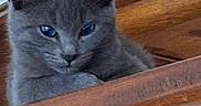 Poupette a rejoint le concours — aidez-le/la à gagner de superbes lots ! animal, blue_eyes, close_up, curious, cute, domestic_cat, ears, feline, gray_cat, indoor, kitten, looking_down, pet, portrait, resting, small_animal, whiskers, wood, wooden_furniture, young_cat