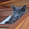 alert, animal, closeup, cozy, curious, cute, ears, feline, gray_cat, home, indoors, kitten, looking, pet, playful, resting, stairs, whiskers, wood, young_cat