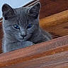 Poupette participe au concours pour gagner de l'argent avec cette photo : animal, cat, curious, cute, ears, eyes, face, feline, gray_cat, home, indoor, kitten, looking_down, paw, pet, resting, small, wood, wooden_stairs, young_cat