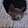 Poupette a rejoint le concours — aidez-le/la à gagner de superbes lots ! animal, cat, cat_cave, cozy, cute, ear, face, feline, fluffy, furry, gray_cat, home, indoor, peaceful, pet, relaxed, resting, sleeping, soft, wooden_floor