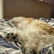 Diva participe au concours pour gagner de l'argent avec cette photo : bedspread, black, blanket, brown, cozy, curled, curly_fur, dog, fur, furniture, headboard, indoor, mirror, pattern, paw, relaxed, resting, sleeping, soft, white