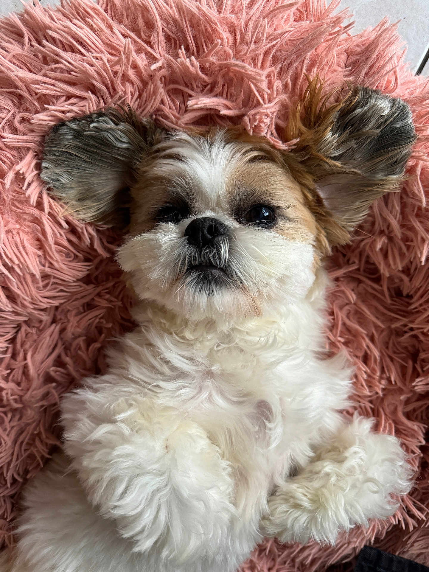 Diva a rejoint le concours — aidez-le/la à gagner de superbes lots ! dog, fluffy, pet, cute, relaxed, fur, ears, lying_down, pink_rug, indoor, animal, small_dog, close_up, adorable, soft_texture, portrait, companion, domestic_animal, cozy, resting