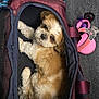 Diva a rejoint le concours — aidez-le/la à gagner de superbes lots ! dog, pet_carrier, leash, carpet, brown_and_white, fluffy, indoor, cozy, resting, looking_up, pink, retractable_leash, fabric, zipper, handle, small_dog, cute, animal, companion, relaxed