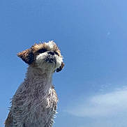 Diva a rejoint le concours — aidez-le/la à gagner de superbes lots ! dog, wet, water, float, blue_sky, outdoor, sea, animal, canine, summer, vacation, pet, nature, sunny, beach, waves, small_dog, fur, adorable, marine