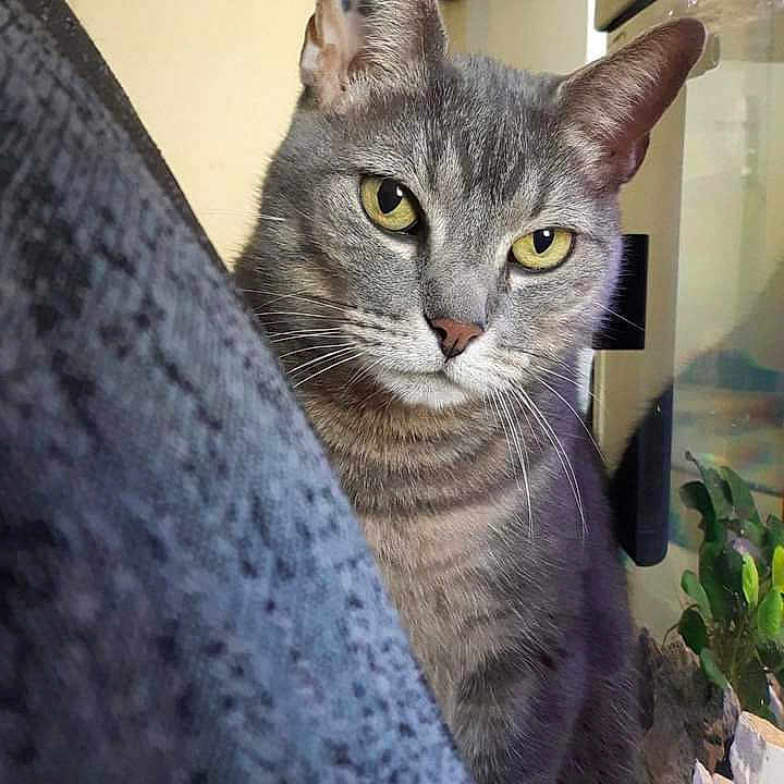 Praline