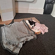 Mishu is registered to the contest to win money with this photo: animal, black_and_white, blanket, cardboard_box, carpet, cat, comfort, cozy, cute, feline, home, indoor, pet, pillow, relaxing, resting, sleeping, small_space, soft, tucked_in