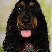 Appy a rejoint le concours — aidez-le/la à gagner de superbes lots ! animal, black_fur, brown_fur, closeup, curly_ears, cute, dog, domestic_animal, expression, face, friendly, fur, harness, indoors, looking_at_camera, mammal, pet, pink_harness, portrait, tongue_out