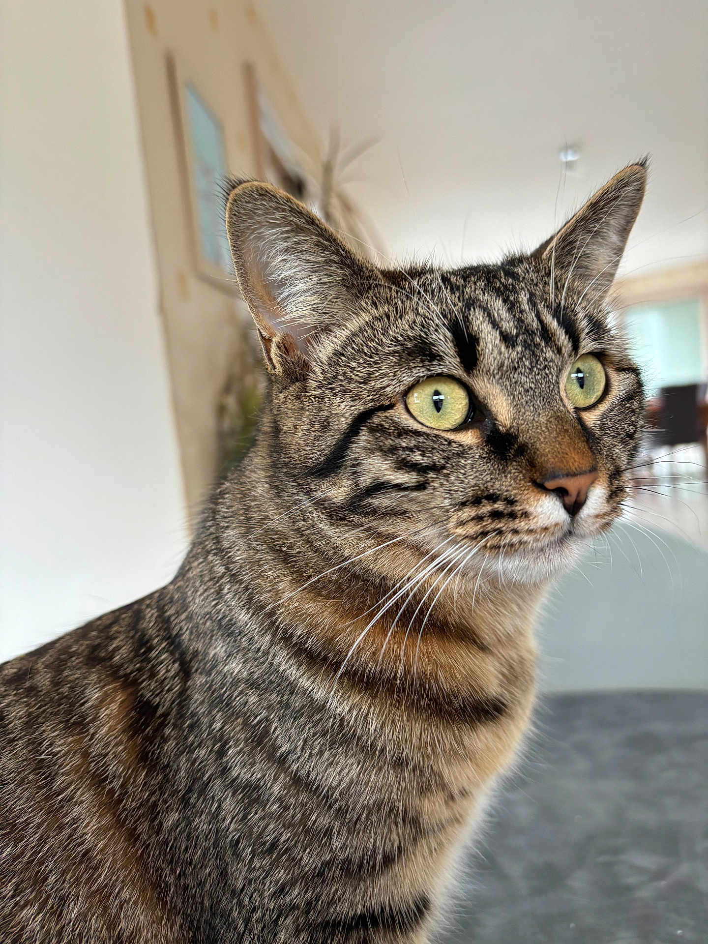 Molly a rejoint le concours — aidez-le/la à gagner de superbes lots ! cat, tabby_cat, close_up, indoor, green_eyes, whiskers, fur, pet, animal, domestic_cat, portrait, looking_away, ears, face, mammal, feline, curious, soft_light, background_blur, house