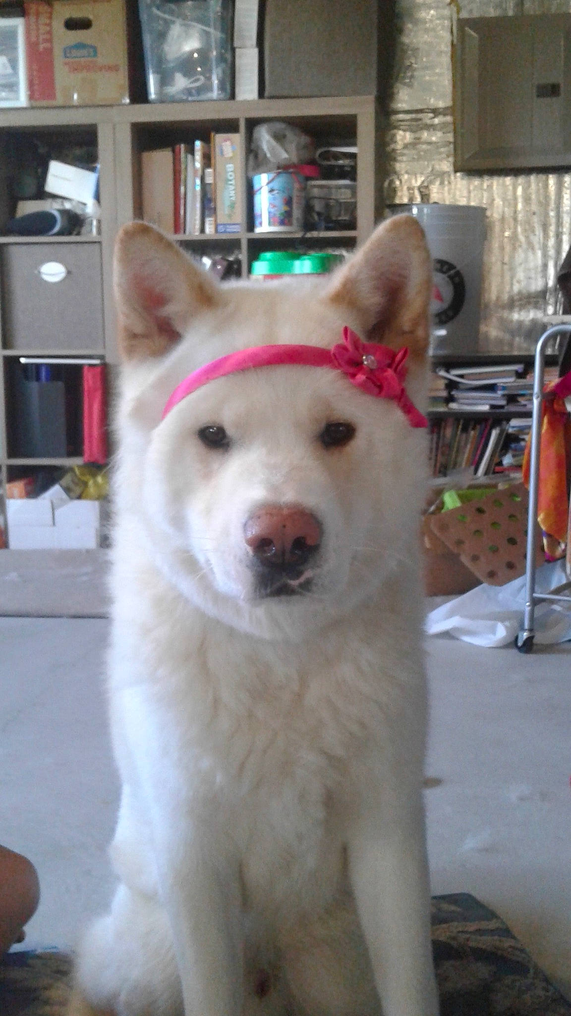 Hiro is registered to the contest to win money with this photo: bookcase, canidae, canis, carnivore, collar, companion_dog, dog, dog_breed, fang, fawn, fur, jaw, picture_frame, shelf, shelving, snout, sporting_group, whiskers, working_animal, working_dog