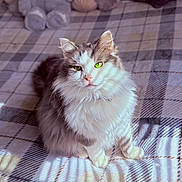 Milo joined the competition — help win amazing prizes! cat, fluffy, green_eyes, plaid_blanket, sunlight, shadow, indoor, pet, feline, soft_light, cozy, plush_toys, home, cute, animal, sitting, whiskers, fur, domestic_cat, relaxed