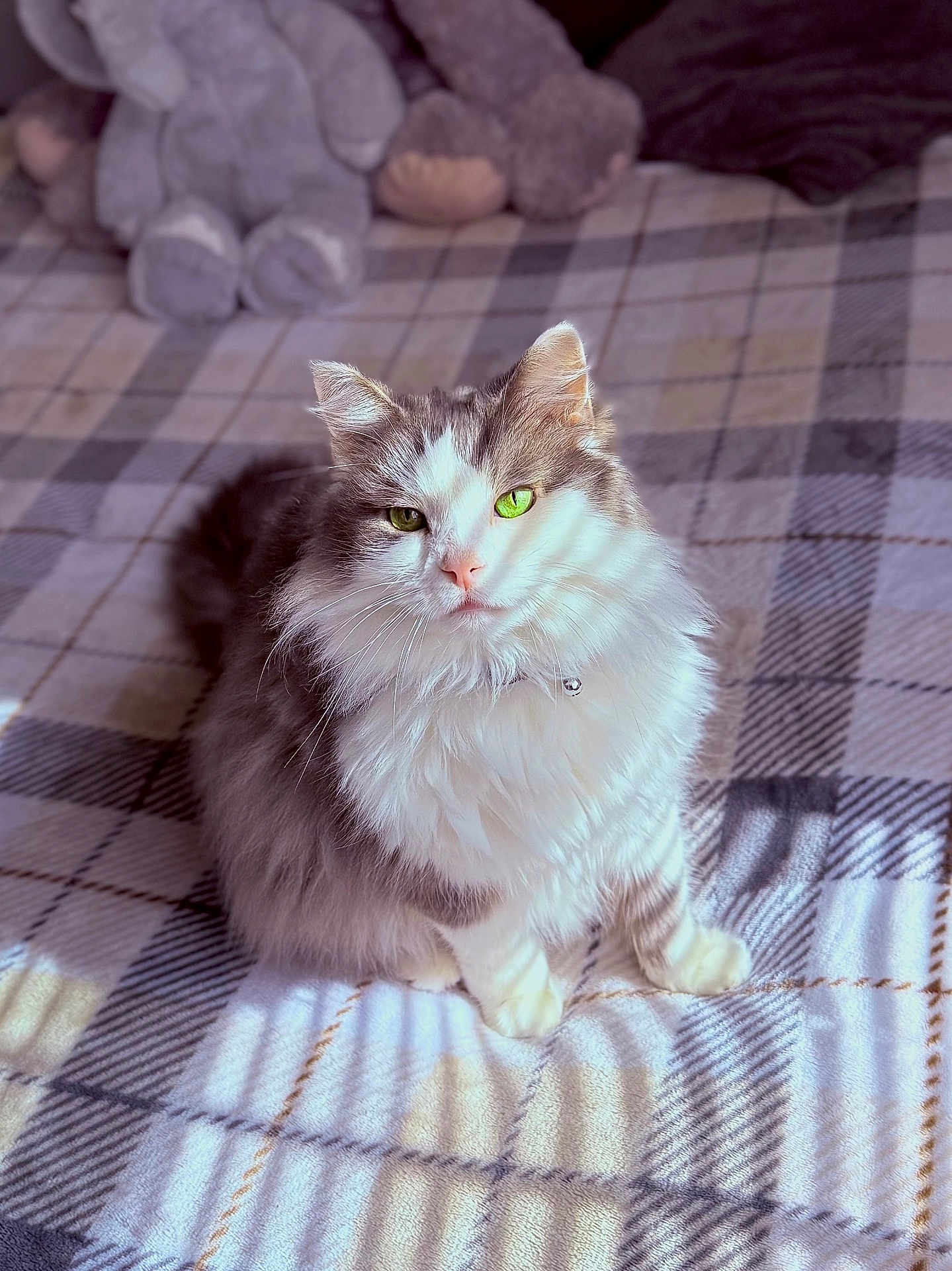 Milo joined the competition — help win amazing prizes! cat, fluffy, green_eyes, plaid_blanket, sunlight, shadow, indoor, pet, feline, soft_light, cozy, plush_toys, home, cute, animal, sitting, whiskers, fur, domestic_cat, relaxed