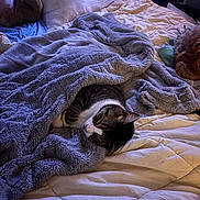 Buster joined the competition — help win amazing prizes! cat, dog, blanket, bed, pillow, sleeping, cozy, fur, pet, indoor, comfort, rest, animal, cute, relaxation, domestic, warm, snuggle, companion, soft