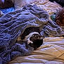 cat, dog, blanket, bed, pillow, sleeping, cozy, fur, pet, indoor, comfort, rest, animal, cute, relaxation, domestic, warm, snuggle, companion, soft