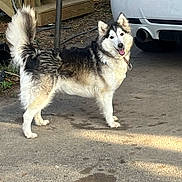 Alaska is registered to the contest to win money with this photo: alloywheel, animal, canine, car, carwheel, dog, eskimodog, husky, machine, pet, puppy, spoke, tire, transportation, vehicle, wheel, whitedog