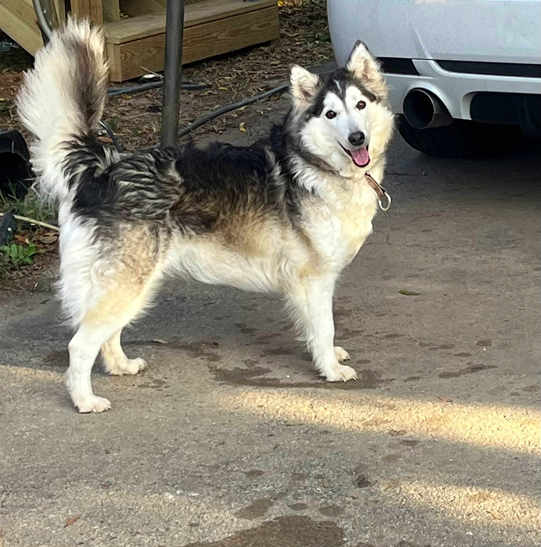 Alaska is registered to the contest to win money with this photo: alloywheel, animal, canine, car, carwheel, dog, eskimodog, husky, machine, pet, puppy, spoke, tire, transportation, vehicle, wheel, whitedog