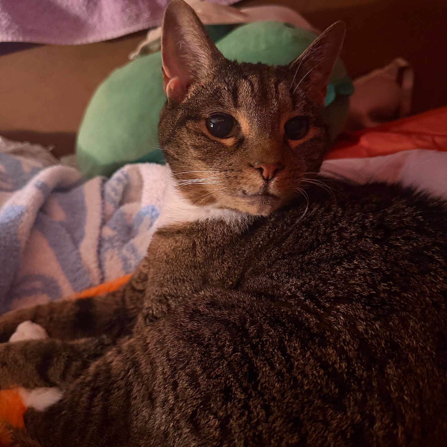 Milo Gray