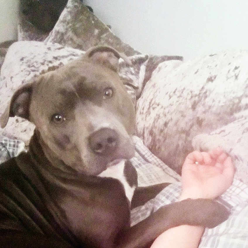 Jay-J is registered to the contest to win money with this photo: animal, barefoot, bed, bedroom, bulldog, canine, couch, cushion, dog, face, furniture, head, homedecor, indoors, person, pet, photography, pitbull, portrait, puppy
