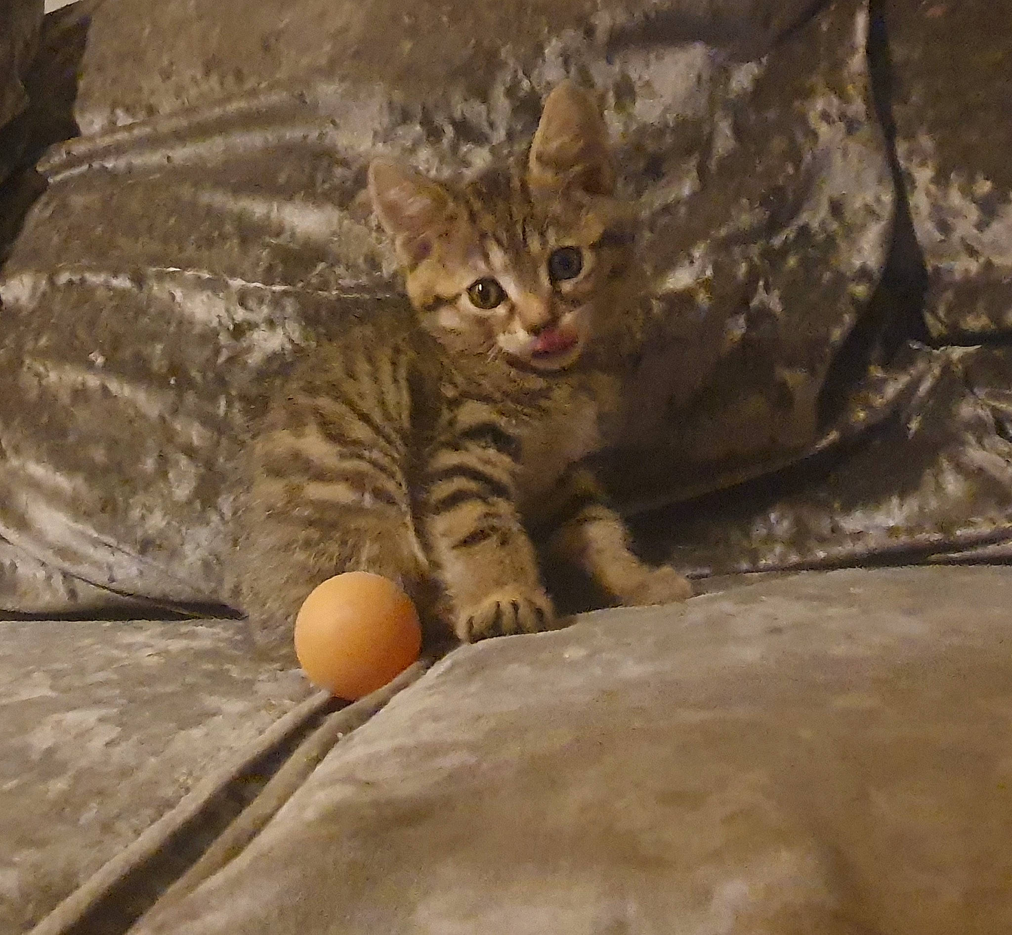 Nala is registered to the contest to win money with this photo: ball, bedrock, carnivore, cat, claw, comfort, domestic_short_haired_cat, fawn, felidae, flooring, fur, paw, rock, small_to_medium_sized_cats, snout, terrestrial_animal, whiskers, wildlife, wood