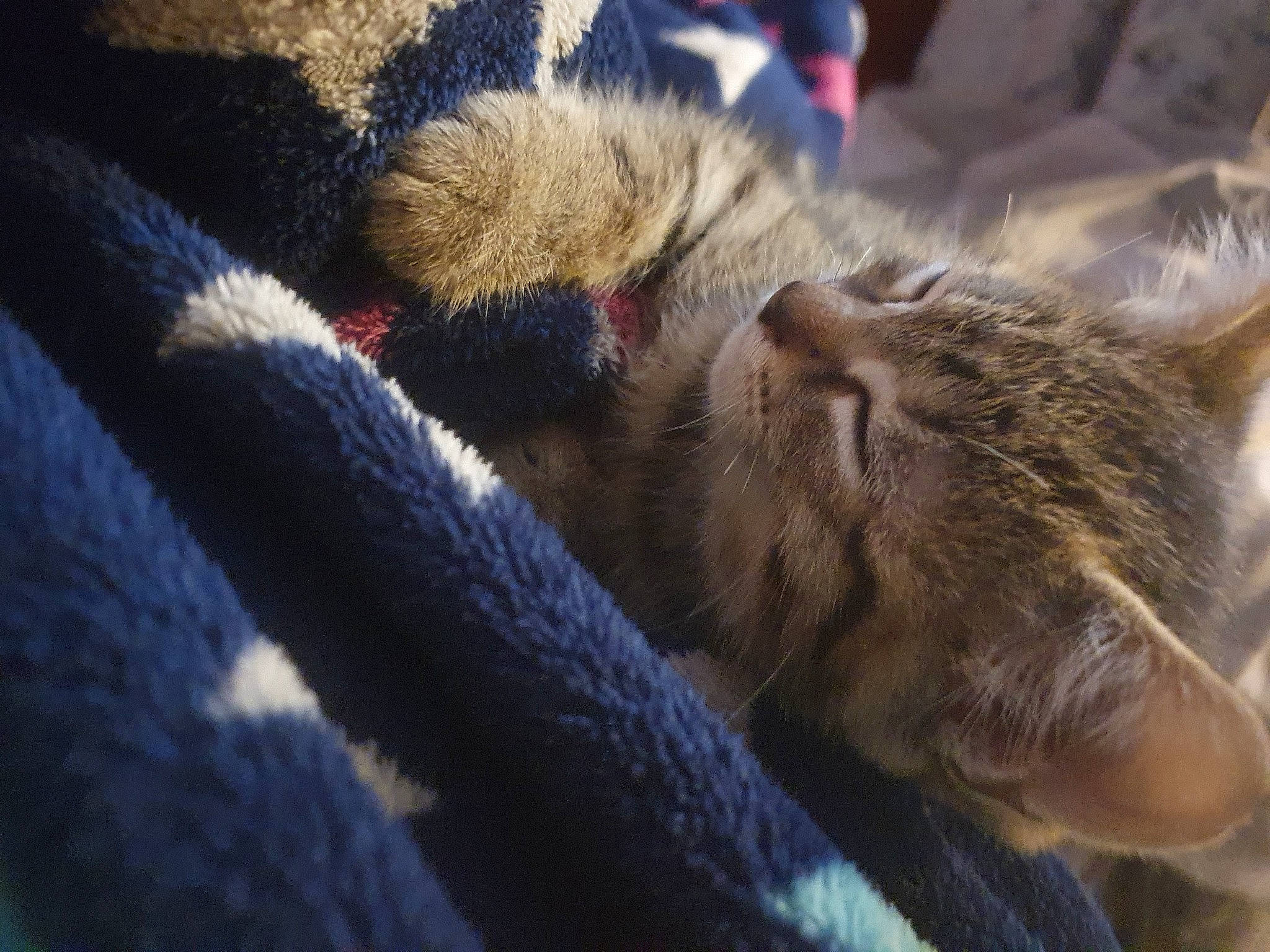 Nala is registered to the contest to win money with this photo: carnivore, cat, claw, comfort, domestic_short_haired_cat, electric_blue, fawn, felidae, fur, linens, nap, paw, sleep, small_to_medium_sized_cats, terrestrial_animal, whiskers, wildlife, wood