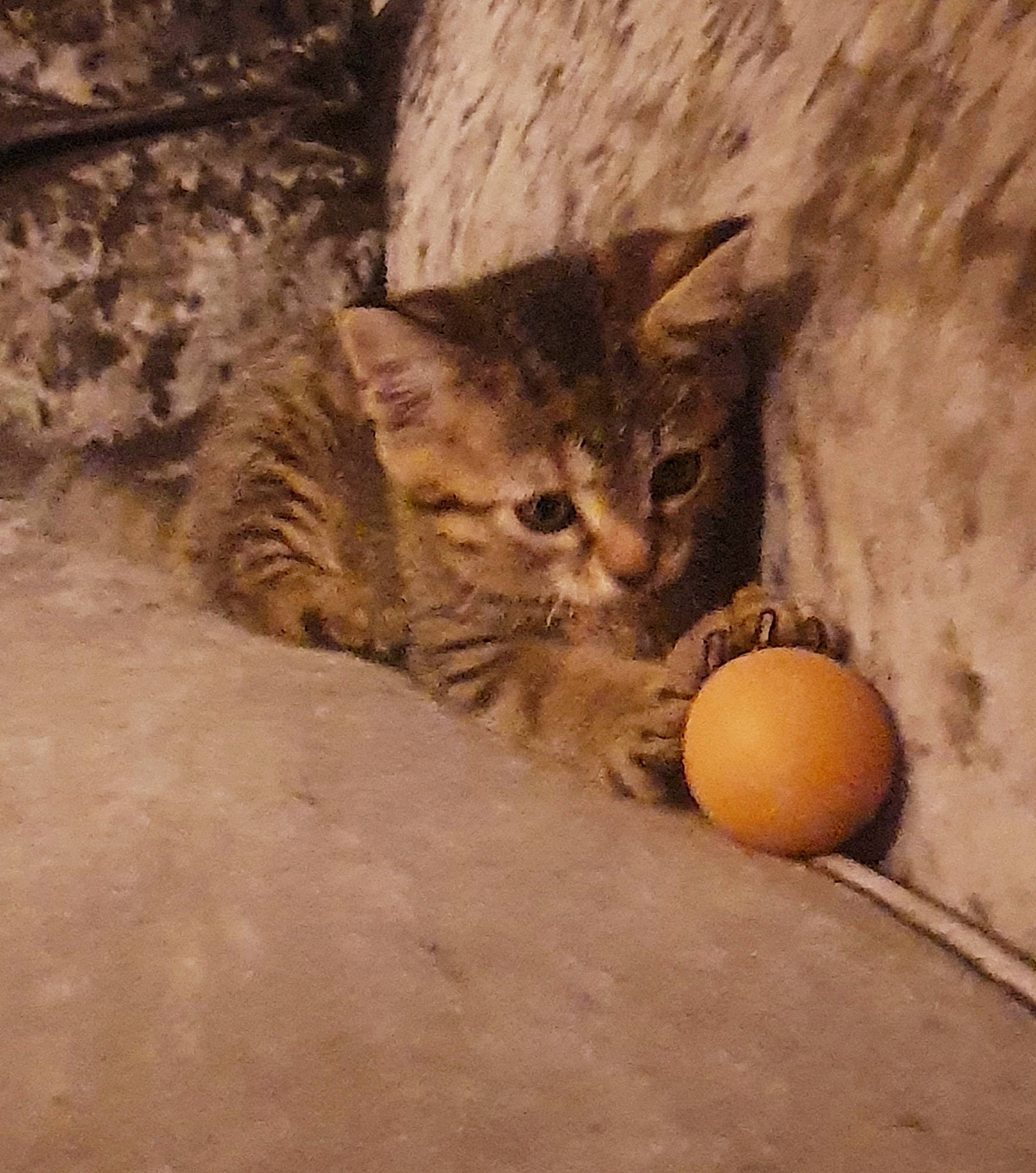 Nala is registered to the contest to win money with this photo: ball, bitter_orange, carnivore, cat, citrus, domestic_short_haired_cat, felidae, food, fruit, mandarin_orange, orange, rangpur, small_to_medium_sized_cats, sports_equipment, tangelo, tangerine, terrestrial_animal, valencia_orange, whiskers, wood