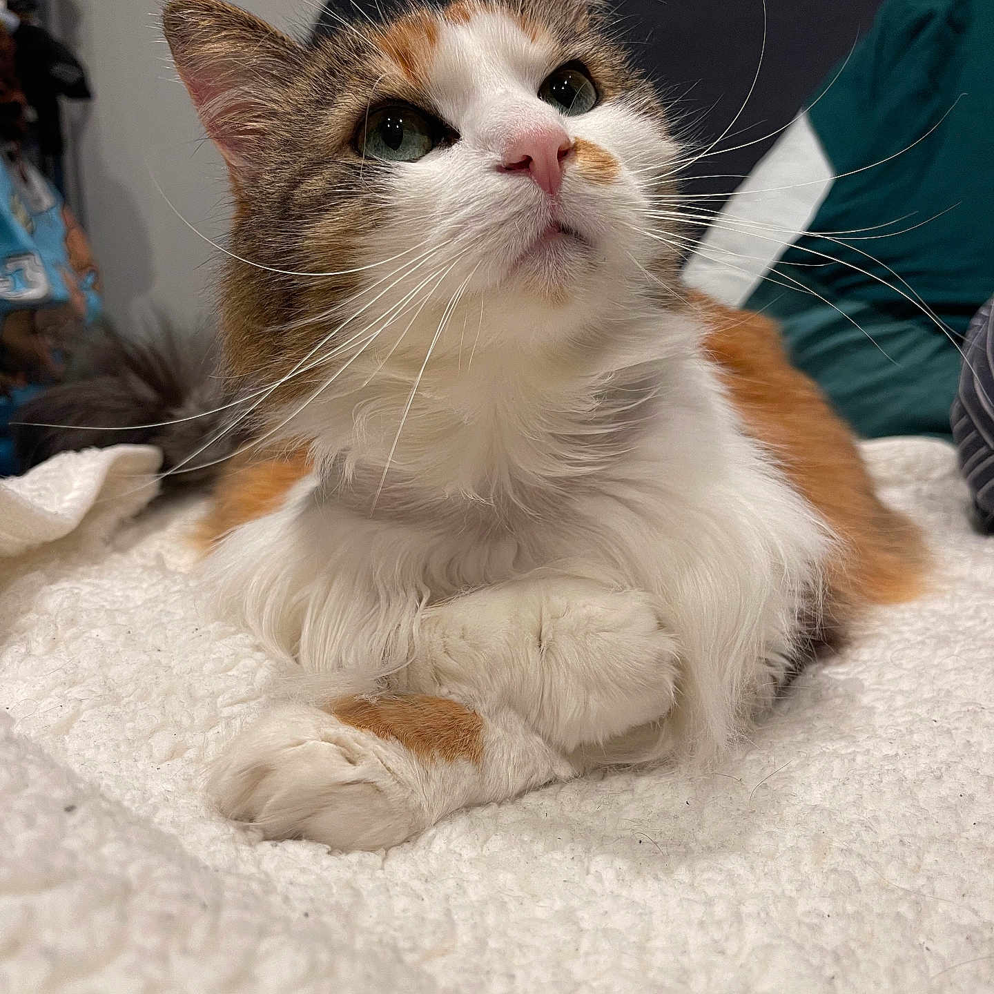 Lola a rejoint le concours — aidez-le/la à gagner de superbes lots ! abyssinian, angora, animal, architecture, blanket, building, cat, couch, furniture, hardwood, indoors, kitten, livingroom, manx, pet, plywood, quilt, room, siamese, wood