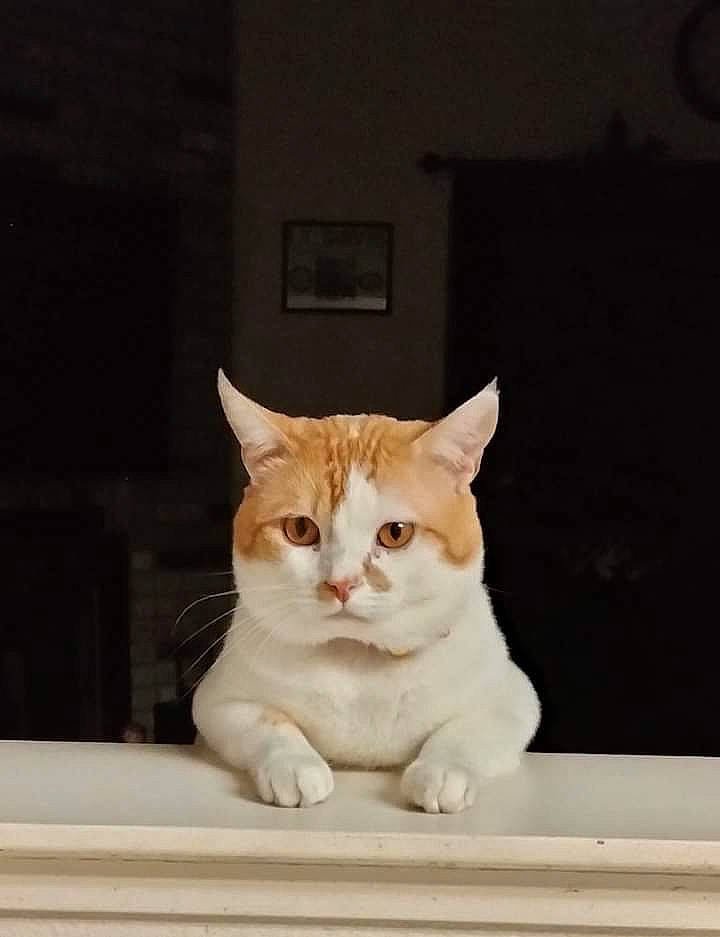 Calico is registered to the contest to win money with this photo: carnivore, cat, domestic_short_haired_cat, door, fawn, felidae, fur, hardwood, paper_product, paw, photo_caption, rectangle, room, sitting, small_to_medium_sized_cats, snout, tail, whiskers, window, wood