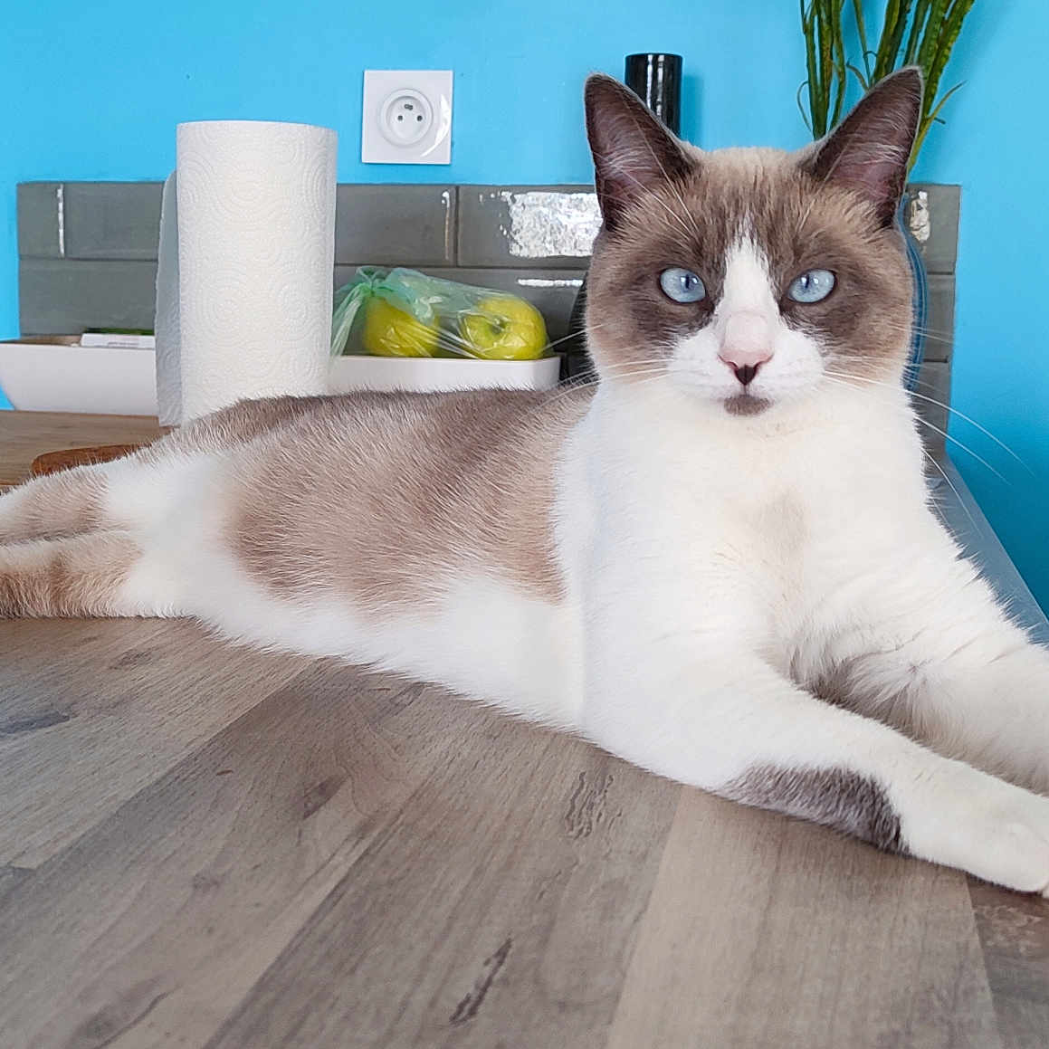 Mia a rejoint le concours — aidez-le/la à gagner de superbes lots ! angora, animal, cat, citrusfruit, food, fruit, furniture, hardwood, indoors, interiordesign, kitten, manx, pet, plant, plywood, produce, siamese, stainedwood, table, wood