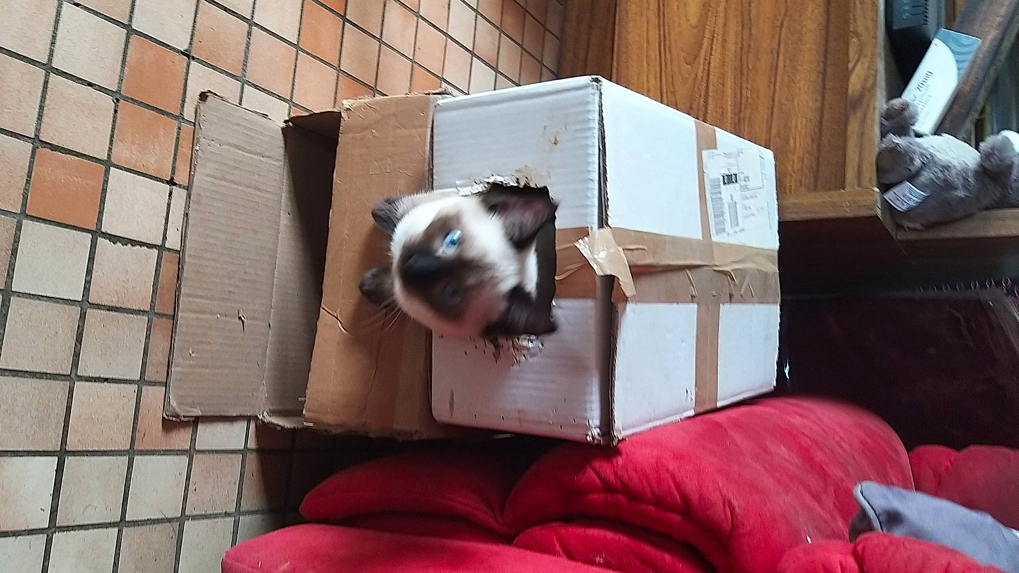 Caline participe au concours pour gagner de l'argent avec cette photo : box, canidae, cardboard, carnivore, comfort, companion_dog, dog_breed, fawn, felidae, flooring, fur, hardwood, linens, pet_supply, room, small_to_medium_sized_cats, snout, sporting_group, whiskers, wood