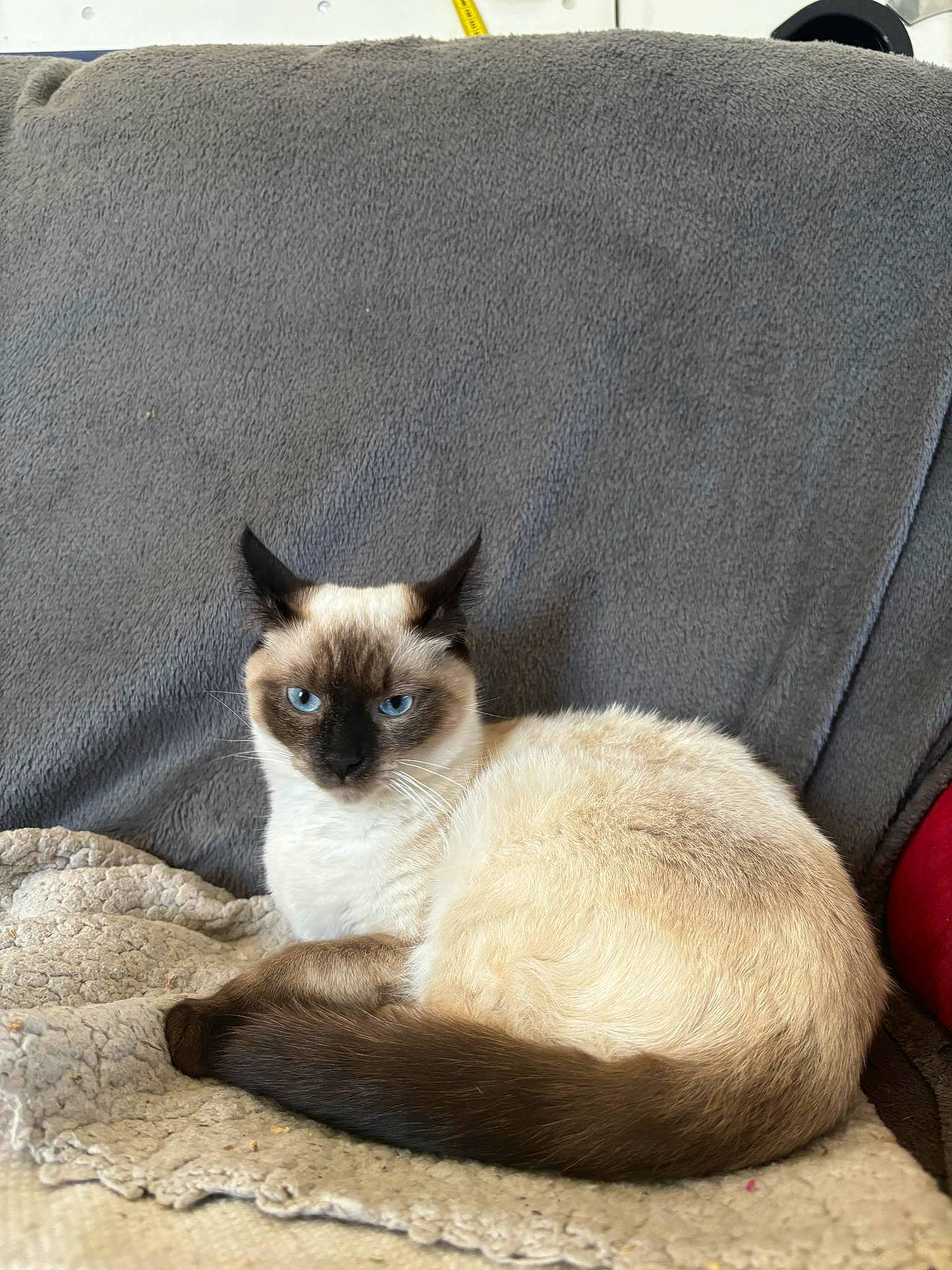 Caline participe au concours pour gagner de l'argent avec cette photo : birman, carnivore, cat, comfort, fawn, felidae, fur, siamese, small_to_medium_sized_cats, snout, terrestrial_animal, whiskers