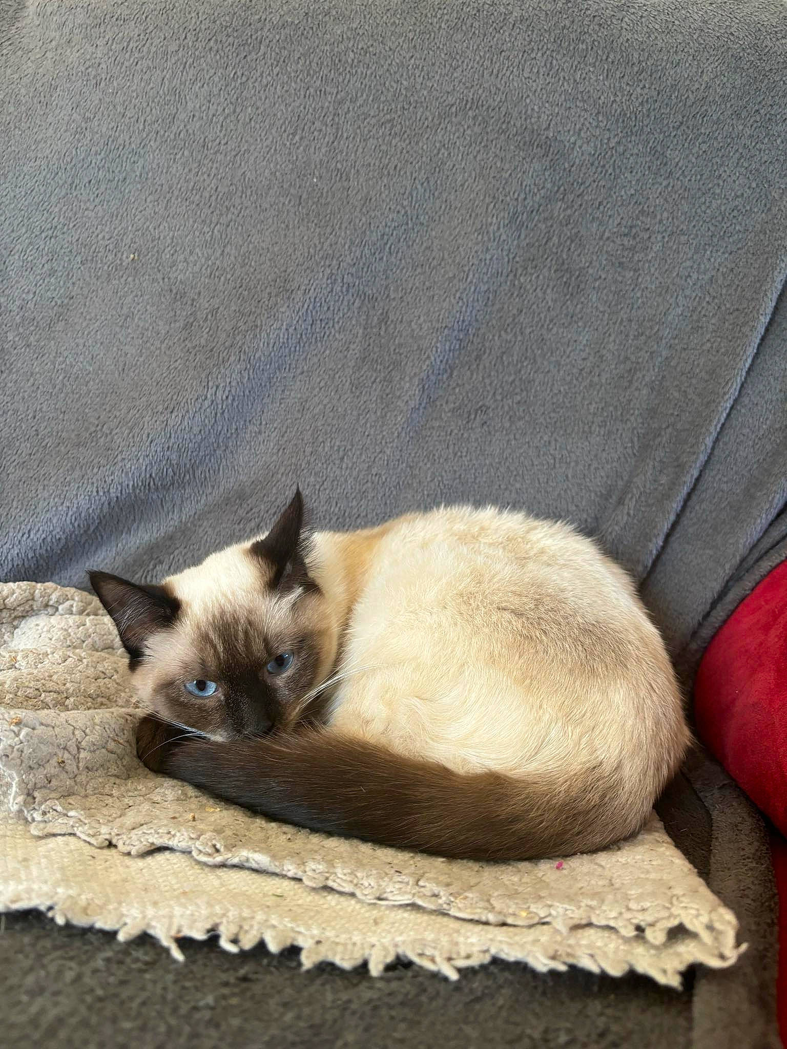 Caline a rejoint le concours — aidez-le/la à gagner de superbes lots ! birman, carnivore, cat, cat_supply, comfort, fawn, felidae, fur, siamese, small_to_medium_sized_cats, tail, terrestrial_animal, whiskers