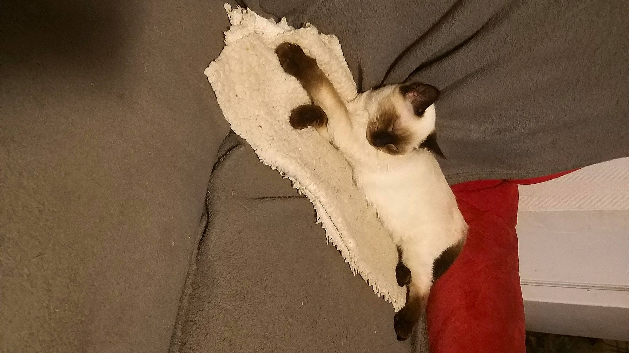 Caline a rejoint le concours — aidez-le/la à gagner de superbes lots ! cat, comfort, companion_dog, dog_breed, eye, fawn, felidae, foot, fur, gesture, glove, jaw, linens, paw, small_to_medium_sized_cats, snout, tail, whiskers, wing, wood