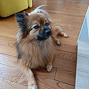 Snoopie participe au concours pour gagner de l'argent avec cette photo : animal, brown, canine, companion, couch, cute, dog, domestic, ears, flooring, fur, furniture, home, indoor, long_hair, paw, pet, relaxed, resting, wooden_floor