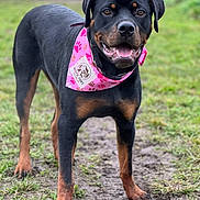 Ruby is registered to the contest to win money with this photo: bandana, black_and_tan, canine, close_up, collar, dog, ears, eyes, grass, happy, mud, nose, outdoor, paws, pet, pink_bandana, portrait, rottweiler, standing, tongue